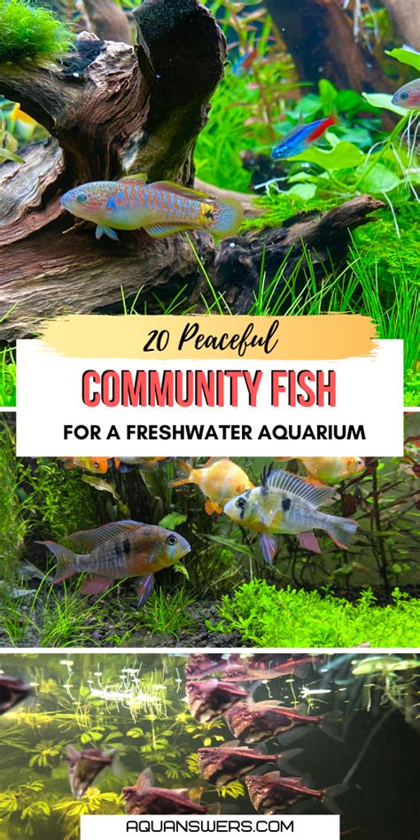 The 24 Best Community Fish for a Social Freshwater Aquarium.